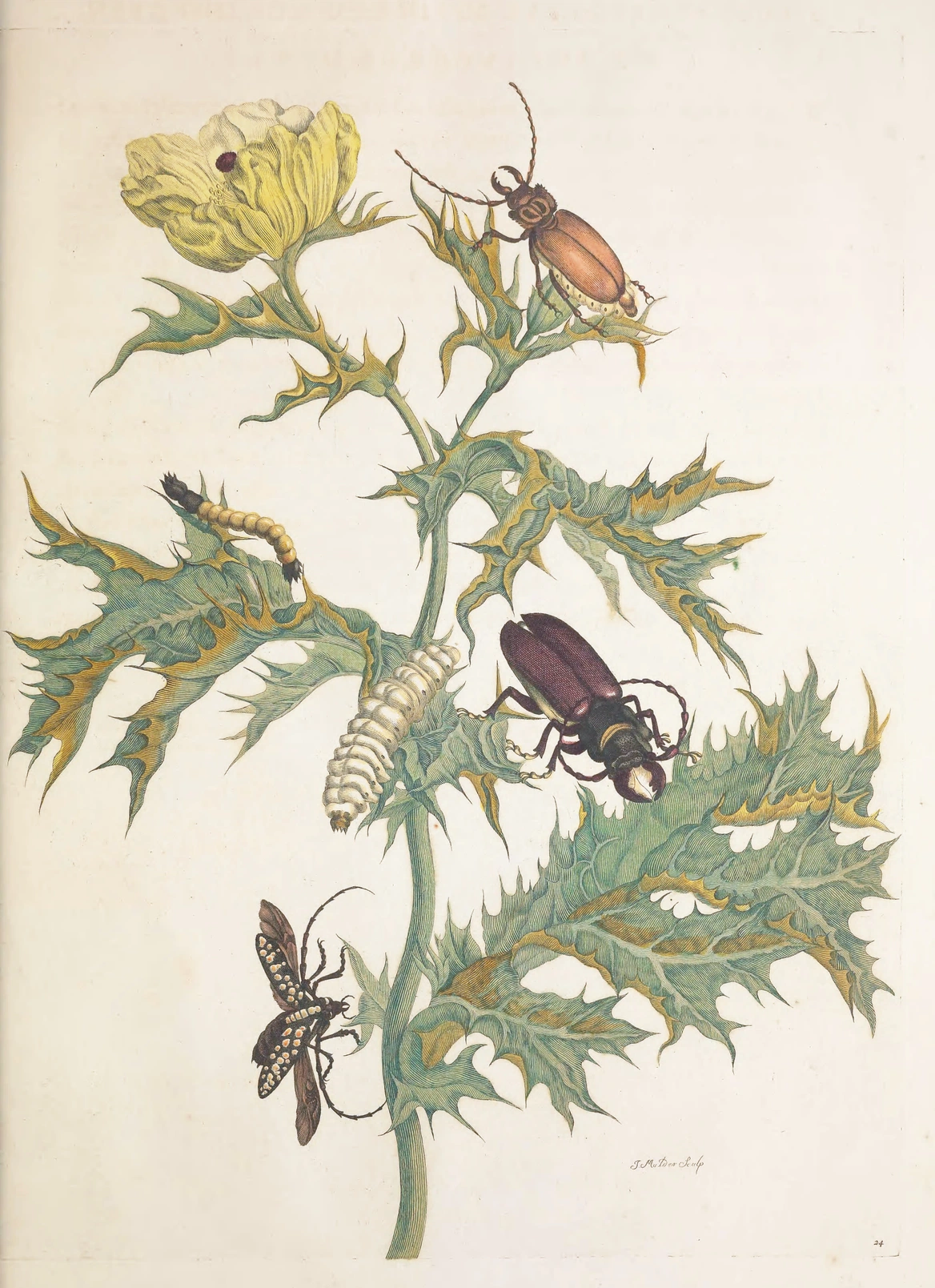 insectes
